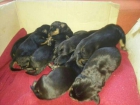 preciosa camada de rottweiler - mejor precio | unprecio.es