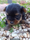 Preciosos Cachorros de Yorkshire Toy, Nacionales - mejor precio | unprecio.es