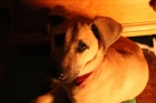 Regalo perro - mejor precio | unprecio.es