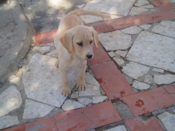 Ultima cachorrita de Labrador dorada con pedigree, solo 250 euros.