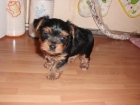 Yorkshire Terrier - mejor precio | unprecio.es