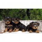 Yorkshire Terrier (camada 1) - mejor precio | unprecio.es