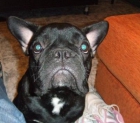 Bulldog frances busca novio - mejor precio | unprecio.es