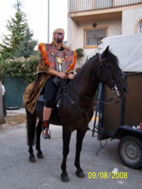 Caballo  yegua menorquina preñada