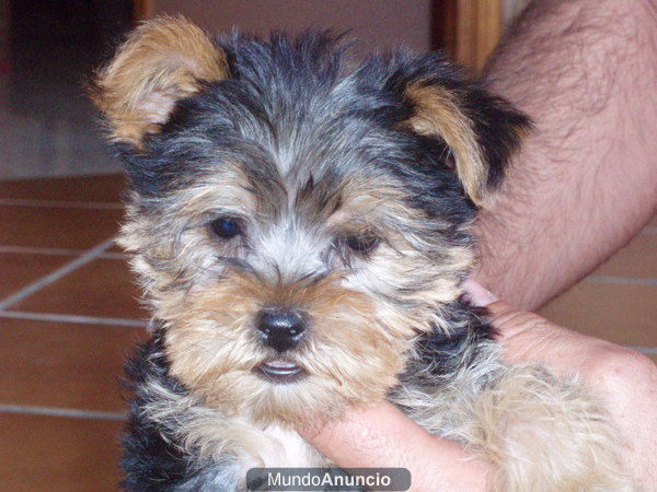 cachorros yorkshires terrier