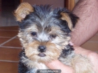 cachorros yorkshires terrier - mejor precio | unprecio.es