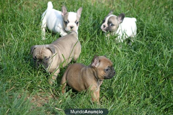 Disponemos de Bulldog Frances compactos y de gran calidad