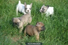 Disponemos de Bulldog Frances compactos y de gran calidad - mejor precio | unprecio.es