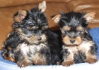 Los más simpáticos cachorros de Yorkshire Terrier. Murcia - mejor precio | unprecio.es