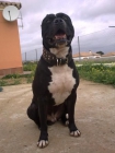pit bull para montas - mejor precio | unprecio.es