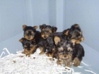 Preciosos Yorkshire ¡Garantía Veterinaria - mejor precio | unprecio.es