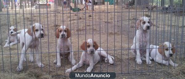 Vendo cachorros POINTER