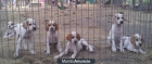 Vendo cachorros POINTER - mejor precio | unprecio.es