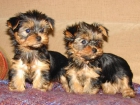 Yorkshire Terrier Cachorros - mejor precio | unprecio.es