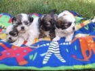 *_* SHIH TZU . GUAPISIMA CAMADA DE SHIH TZU , vacunados ,desparasitados - mejor precio | unprecio.es