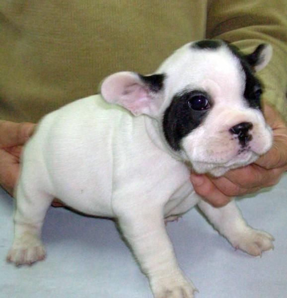 Bulldog Francés