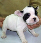 Bulldog Francés - mejor precio | unprecio.es