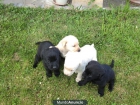 CACHORRITOS DE LABRADOR - mejor precio | unprecio.es