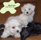 Cachorros de Bichon Maltes Pura raza y economicos - mejor precio | unprecio.es
