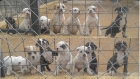 Cachorros de bulldog americano - mejor precio | unprecio.es