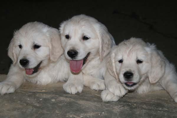 Golden retriever
