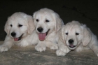 Golden retriever - mejor precio | unprecio.es