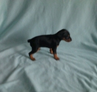 pinscher hembra - mejor precio | unprecio.es