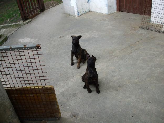 VILLANO-MALINOIS (CACHORROS)