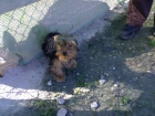 Yorkshire cachorros,pedigree,250eur,telf 666164637 - mejor precio | unprecio.es