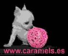 Chihuahuas de "caramels" especialistas en toys. - mejor precio | unprecio.es