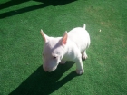 MINYATURA BULLTERRIER HEMBRA CACHORRA - mejor precio | unprecio.es