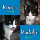 ROMEO Y RODOLFO. Dos hermanos en busca de un buen hogar. - mejor precio | unprecio.es