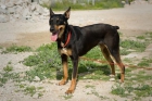 CANDELA. Preciosa y cariñosa cruce de Doberman en adopción. GPAR - mejor precio | unprecio.es