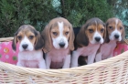 BEAGLES CON CHIP 260 - mejor precio | unprecio.es