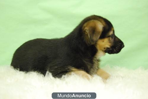 Bichon Maltes, pedigre, 2 meses de edad