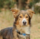 BORO, PRECIOSO PERRO JOVEN EN ADOPCIÓN. - mejor precio | unprecio.es