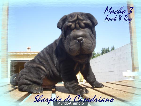 CACHORRO SHAR PEI CASADRIANO