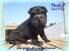 CACHORRO SHAR PEI CASADRIANO - mejor precio | unprecio.es