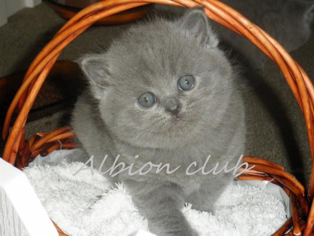 Gatitos british