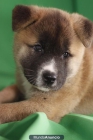 Impresionantes cachorros de Akita Inu en Barcelona. - mejor precio | unprecio.es