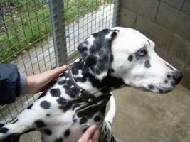 KATYA,DALMATA HEMBRA DE 3 AÑOS.SORDA (SOSDALMATAS)