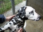 KATYA,DALMATA HEMBRA DE 3 AÑOS.SORDA (SOSDALMATAS) - mejor precio | unprecio.es