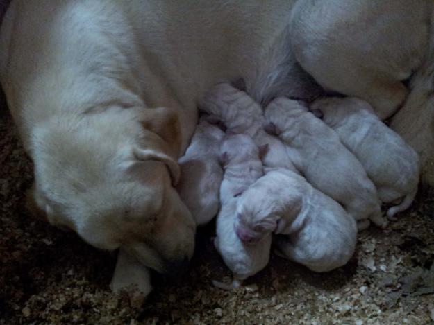 Labradores amarillos pura raza