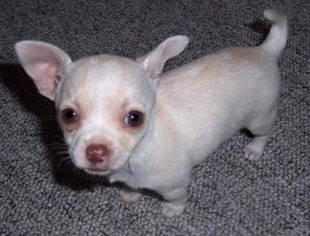 Lovely Chihuahua Puppiea un nuevo hogar