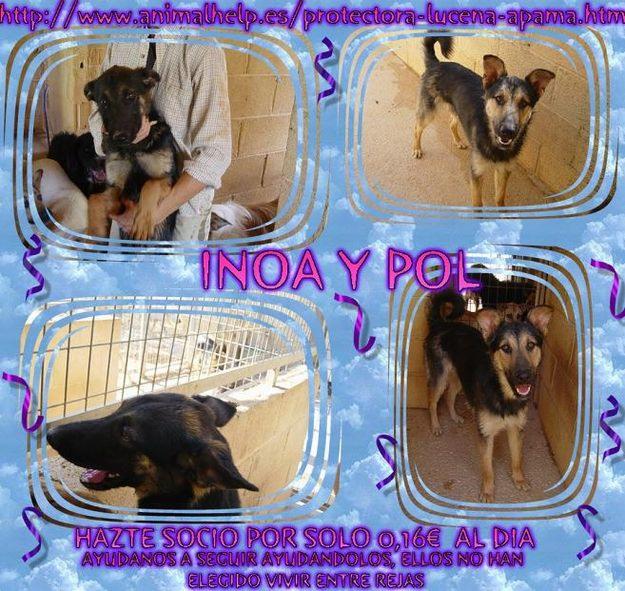 Perros Cruces de pastor aleman en adopcion