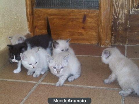 Preciosos gatitos de 1 mes y medio en adopcion