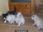 Preciosos gatitos de 1 mes y medio en adopcion - mejor precio | unprecio.es