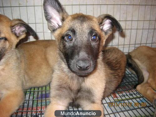 Regalo   Cachorros Pastor Belga Cachorros