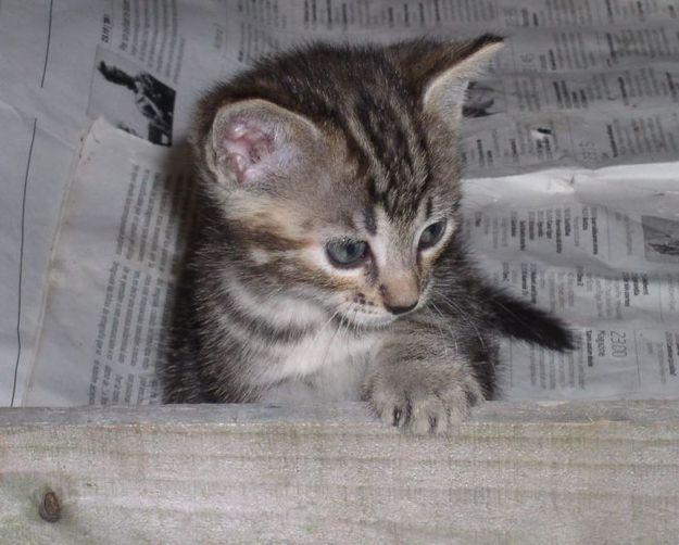 Regalo gatito gris