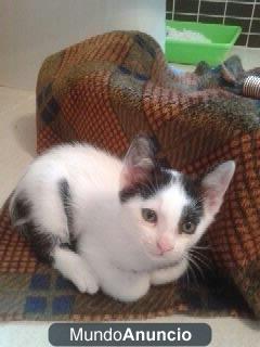 Regalo gatito macho de 3 meses